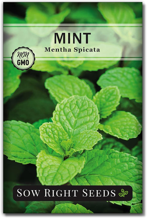 Sow Right Seeds - Mint Seeds for Planting - Non GMO Heirloom