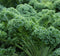 Axel's Garden Seeds Curled Blue Kale Seeds for Planting Plant & Grow Heirloom Non-GMO Curled