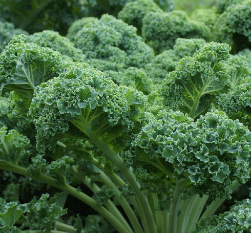 Axel's Garden Seeds Curled Blue Kale Seeds for Planting Plant & Grow Heirloom Non-GMO Curled