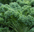 Axel's Garden Seeds Curled Blue Kale Seeds for Planting Plant & Grow Heirloom Non-GMO Curled