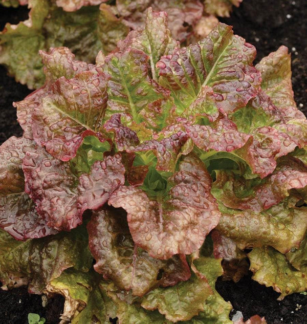 Generic 2000 Red Sails Leaf lettuce seeds for planting 4+ grams of seeds