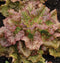 Generic 2000 Red Sails Leaf lettuce seeds for planting 4+ grams of seeds