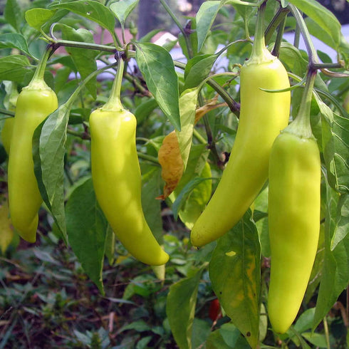 Generic 120 Organic Sweet Banana Pepper Seeds Heirloom Non GMO Garden Vegetable Bulk