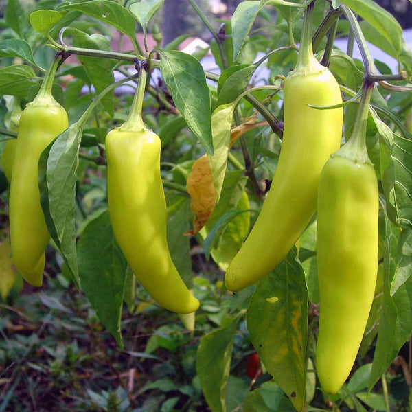 Generic 120 Organic Sweet Banana Pepper Seeds Heirloom Non GMO Garden Vegetable Bulk