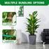Qimshemi 51-Inch (1 Pack) Moss Pole Monstera Plant Support & Stakes for Climbing Plants, Bendable Moss Poles Kit