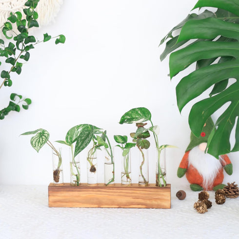 7 KAXYEW Plant Terrarium with Wooden Stand, Plant Propagation Tubes, Test Tubes Glass Planter for Hydroponic Plant