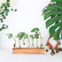 7 KAXYEW Plant Terrarium with Wooden Stand, Plant Propagation Tubes, Test Tubes Glass Planter for Hydroponic Plant