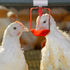 Outus 50 Pack Chicken Waterer PVC Tee Fittings, Fully Automatic Poultry Waterer PVC Fittings for Threaded Chicken Water