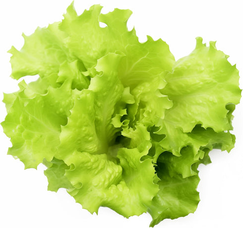 1000+ Black Seeded Simpson Lettuce Seeds for Planting - Heirloom Non-GMO USA