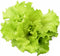 1000+ Black Seeded Simpson Lettuce Seeds for Planting - Heirloom Non-GMO USA