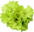 1000+ Black Seeded Simpson Lettuce Seeds for Planting - Heirloom Non-GMO USA