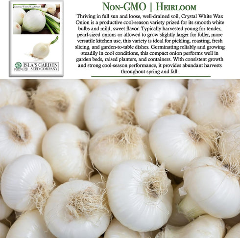 500+ Crystal White Wax Onion Seeds (Allium cepa) Non-GMO Heirloom Seeds by Islas Garden Seeds, Small Pearl-Style Onions