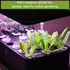 Sow Right Seeds - Hydroponic Vegetable Seeds for Planting - Lettuce, Kale, Arugula, Pak Choi, Watercress & Cherry