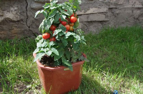 CEMEHA SEEDS Seeds Indoor Red Dwarf Tomato Determinate Non GMO Vegetable for Planting