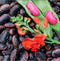 Heirloom Scarlet Runner Beans Seeds - 20 Large Bean Seeds Non GMO