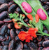 Heirloom Scarlet Runner Beans Seeds - 20 Large Bean Seeds Non GMO