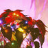 4 Pack 20FT 60LED Multicolor Fairy Lights Battery Operated with Remote, Waterproof Cuttable Twinkle Lights with Timer