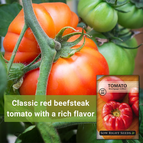 1 2 lb Sow Right Seeds - Mortgage Lifter Tomato Seeds for Planting - Meaty to Flavorful Fruits - Non-GMO Heirloom