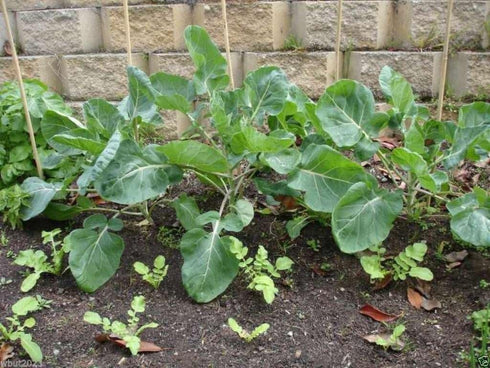 ENVIDESO Broccoli-1000 Alboglabra, Chinese Seeds, Kai LAN, GAI LAN, ICA Open Pollinated
