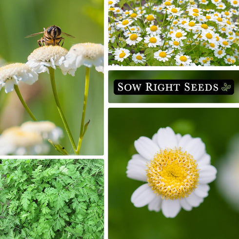 Packet (1) Sow Right Seeds - Feverfew Seeds for Planting - Non-GMO Heirloom with Instructions to Plant an Outdoor