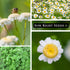 Packet (1) Sow Right Seeds - Feverfew Seeds for Planting - Non-GMO Heirloom with Instructions to Plant an Outdoor