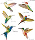 18 Pieces Large Size Hummingbird Window Clings Anti-collision Window Clings Decals to Prevent Bird Strikes on Window Glass Non Adhesive Vinyl Cling Hummingbird Stickers by Blulu