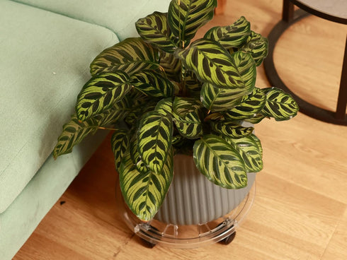 4 Packs 10.2 inches Small Clear Plant Caddy Plant Saucers on Wheels Rolling Plant Stands Heavy-duty Plant Dolly Plastic