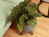 4 Packs 10.2 inches Small Clear Plant Caddy Plant Saucers on Wheels Rolling Plant Stands Heavy-duty Plant Dolly Plastic