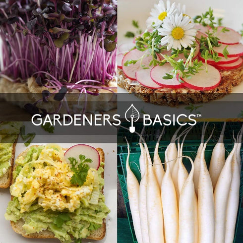 5 Packets Gardeners Basics, Radish Seeds for Planting Individual - Watermelon, French Breakfast, Champion, Cherry