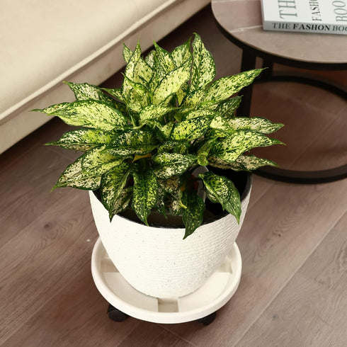 3 Packs Wheels13" Large Plant Caddy with Rolling Plant Stands Heavy-duty Plastic Plant Roller Base Pot Movers Plant