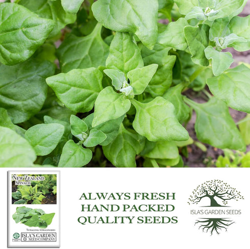 100+ Packet, New Zealand Spinach Seeds for Planting, Heirloom Seeds Per (Isla's Garden Seeds), Non GMO Seeds, Botanical