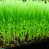 Generic 600 (30g) Seeds Kangkong Seeds - Rau Muong - Ong Choy - Morning Glory - Chinese Water Spinach Seeds | Non-GMO |