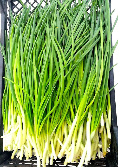 300 Bunching Green Onion Seeds Scallions About Non-GMO Seeds for Planting