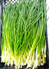 300 Bunching Green Onion Seeds Scallions About Non-GMO Seeds for Planting