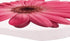 Pink Daisies 2.75 x 2.75 Absorbent Ceramic Car Coasters, Pack of 2