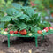 Iceyyyy 5 Pack Strawberry Plant Support - Strawberry Growing Racks with 4 Sturdy