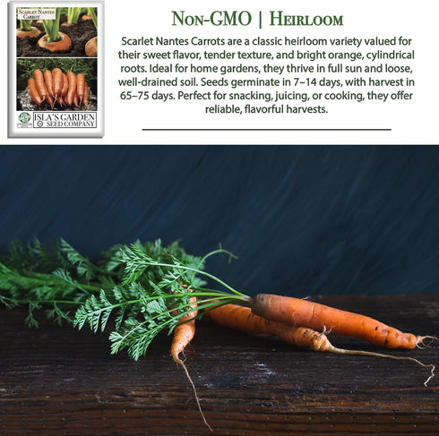 500+ 85% Scarlet Nantes Carrot Seeds for Planting Non-GMO & Heirloom Seeds, Botanical Name: Daucus carota, Germination