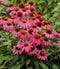 Park Seed Coneflower Flowering Plant Seeds, Variety of Sizes and Colors, Spring
