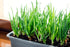 Sets, 8 oz, Non-GMO Onion Red, White, Yellow Mix, Home Garden Assortment, Planting Guide Included, Stargazer Perennials