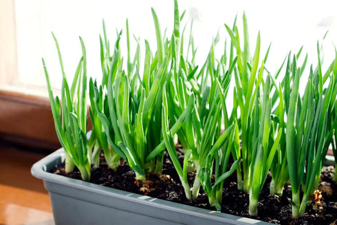 Sets 1 Bulbs Stargazer Perennials Yellow Stuttgarter Onion Pound | Naturally Grown Non-GMO - Easy To Grow