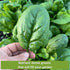 Packets Sow Right Seeds - Spinach Seed Collection for Planting - Viroflay, Malabar & Bloomsdale Spinach - Cold Hardy