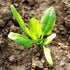 250 (1 Pack) Seed Needs, Bloomsdale Long Standing Spinach Seeds - Heirloom Seeds for Planting Spinacia oleracea