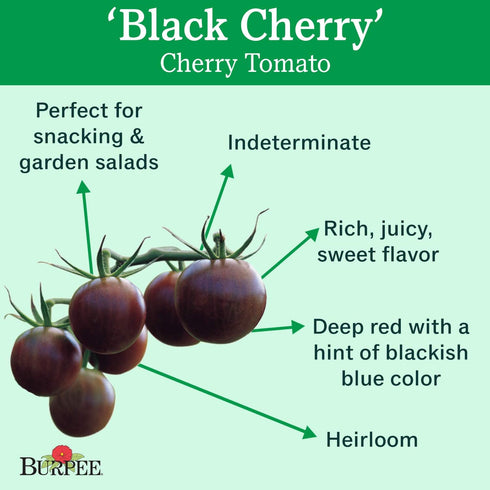 30 Burpee 'Black Cherry' Tomato, Purple Cherry Tomato, Sweet Rich Flavor, Non-GMO Seeds