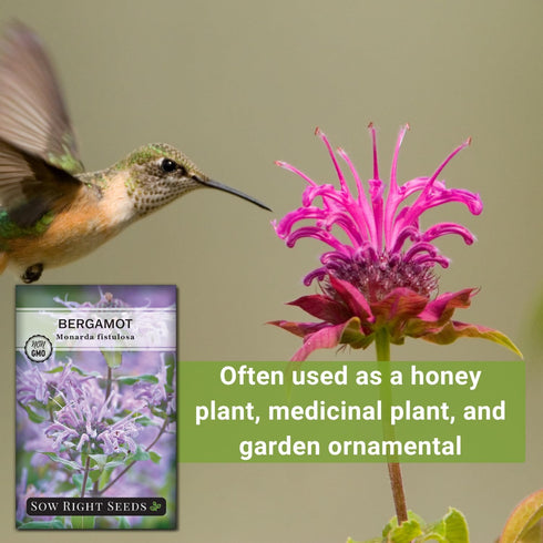 Packet (1) Sow Right Seeds - Bergamot (Bee Balm) Flower Seeds for Planting - Beautiful Flowers to Plant in Your Home