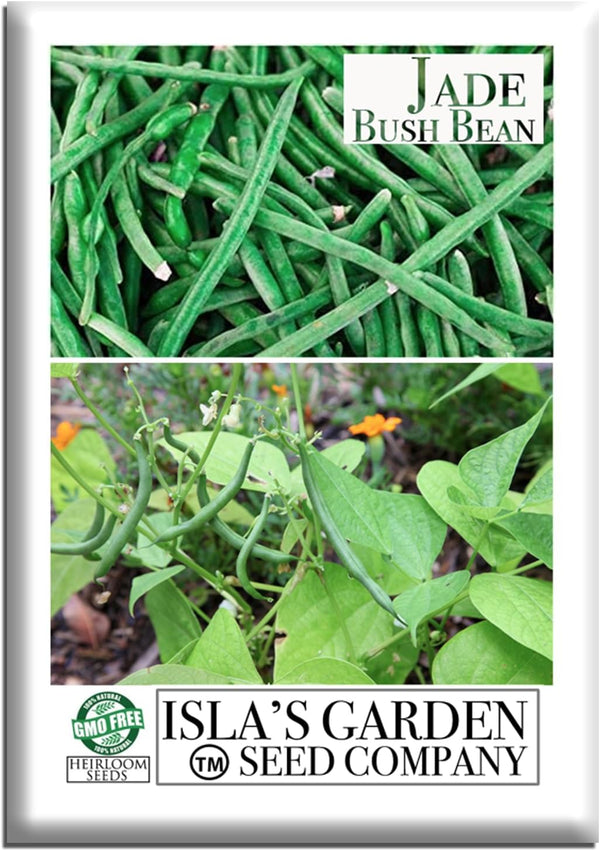 Jade Bush Bean Seeds (Phaseolus vulgaris) 50+ Heirloom Non-GMO Seeds by Islas