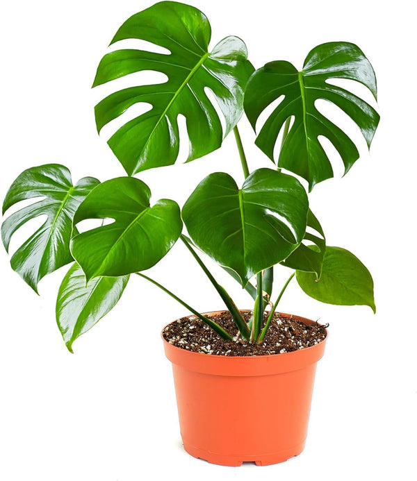 Shop Succulents Monstera Deliciosa Swiss Cheese Plant, Live Indoor Plant, Easy to
