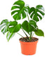 Shop Succulents Monstera Deliciosa Swiss Cheese Plant, Live Indoor Plant, Easy to