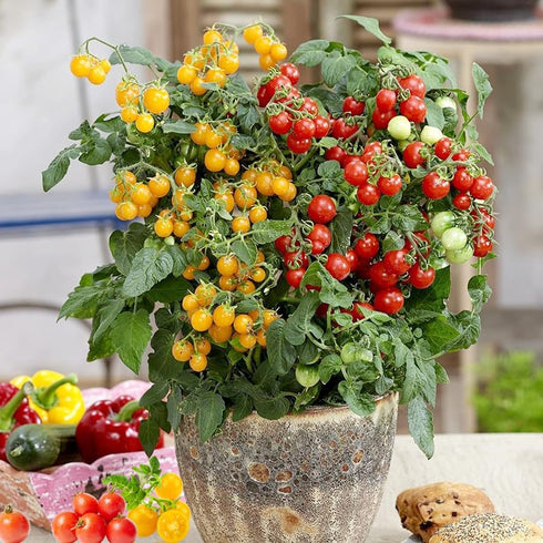 100+ 100+ Dwarf Duo Tiny Tim Tomato Seeds - Red & Yellow Dwarf Tomato Variety, Cherry Tomato Seeds for Containers