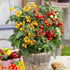 100+ 100+ Dwarf Duo Tiny Tim Tomato Seeds - Red & Yellow Dwarf Tomato Variety, Cherry Tomato Seeds for Containers
