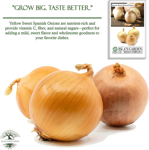 750+ Bulbs, Yellow Sweet Spanish Onion Seeds (Allium cepa) Non-GMO Heirloom Seeds by Islas Garden Seeds, Mild & Sweet